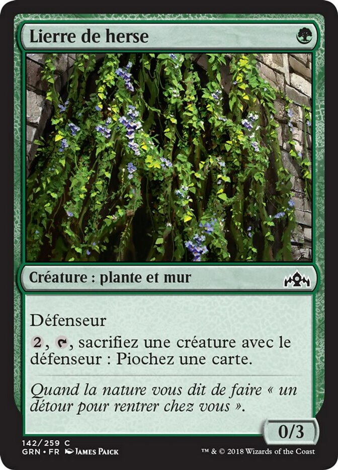 Lierre de herse