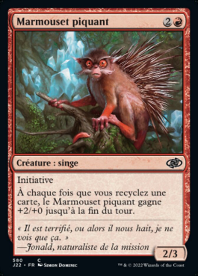 Marmouset piquant