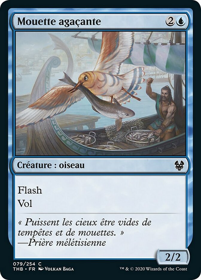 Mouette agaçante