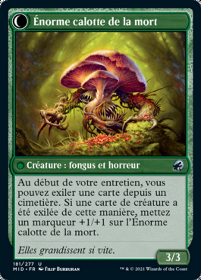 Jeune calotte de la mort