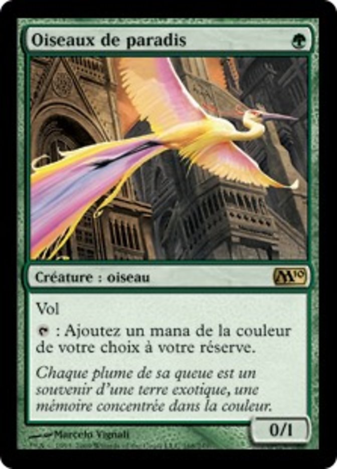 Oiseaux de paradis