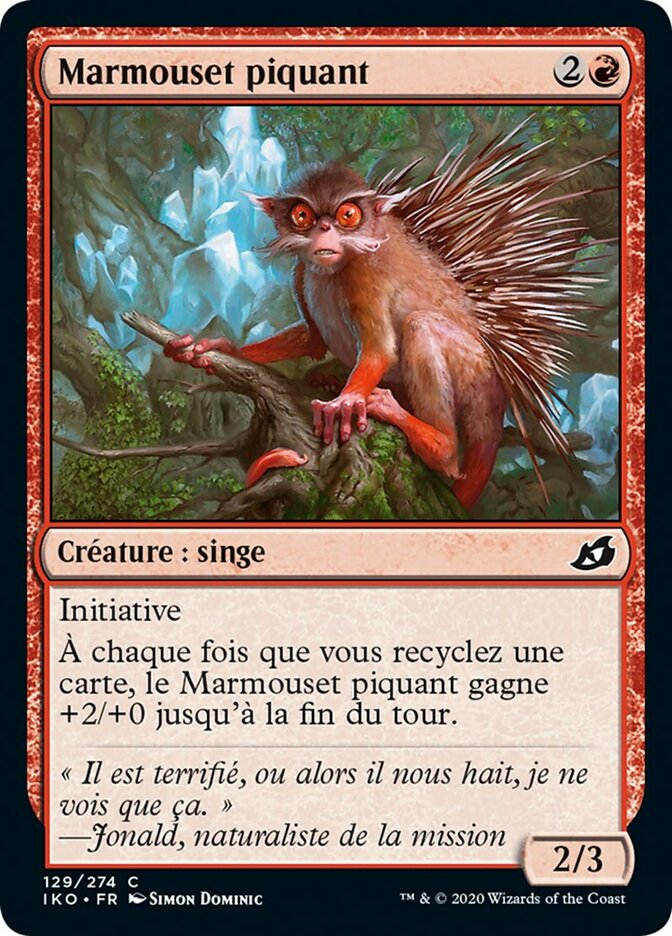 Marmouset piquant