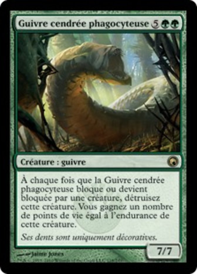 Guivre cendrée phagocyteuse