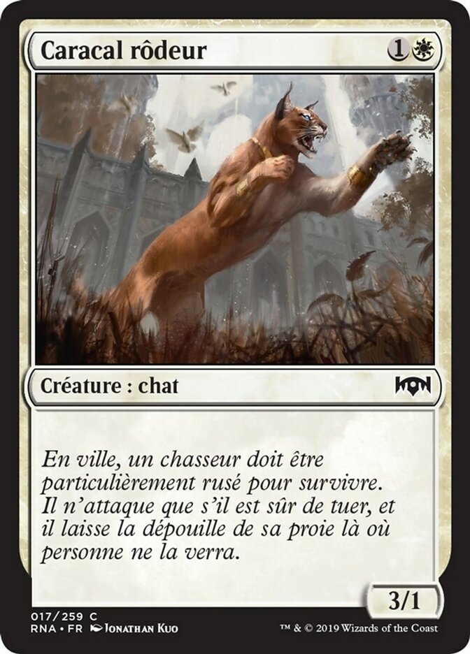 Caracal rôdeur