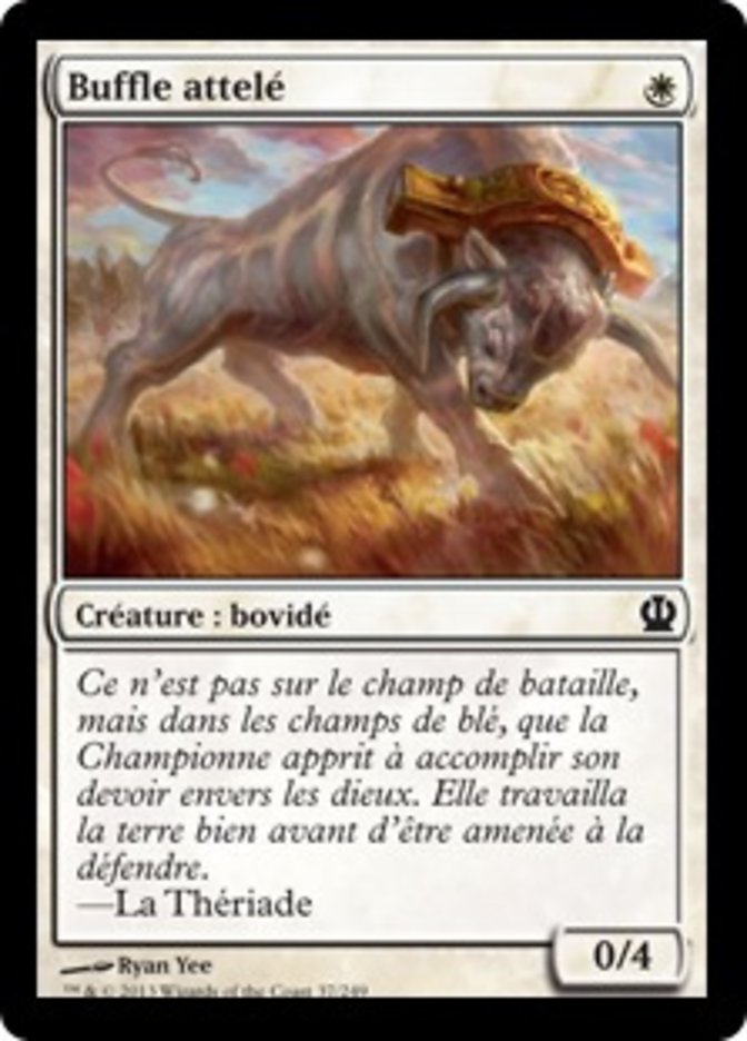 Buffle attelé