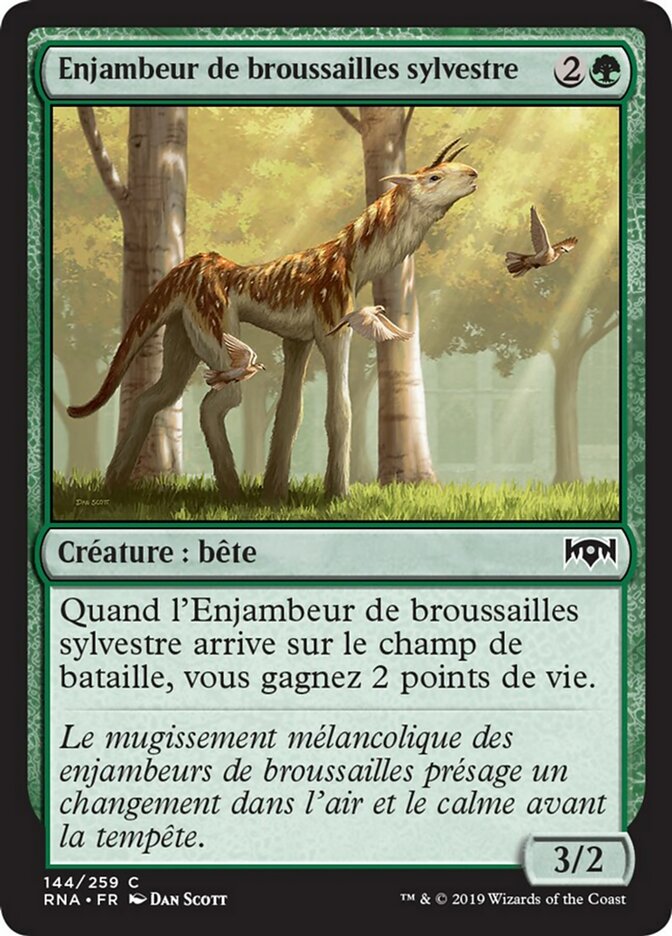 Enjambeur de broussailles sylvestre
