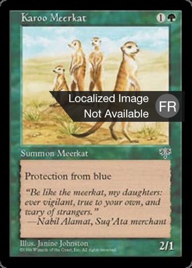 Suricate du karroo